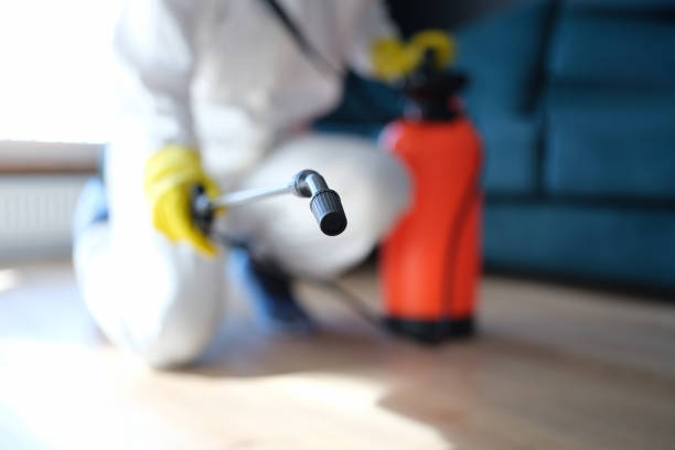 Professional Mold Removal in Silt, CO