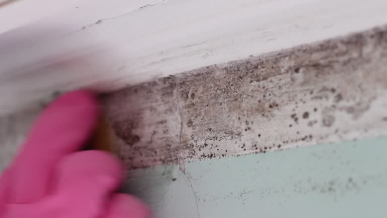 Mold Documentation for Insurance Claims